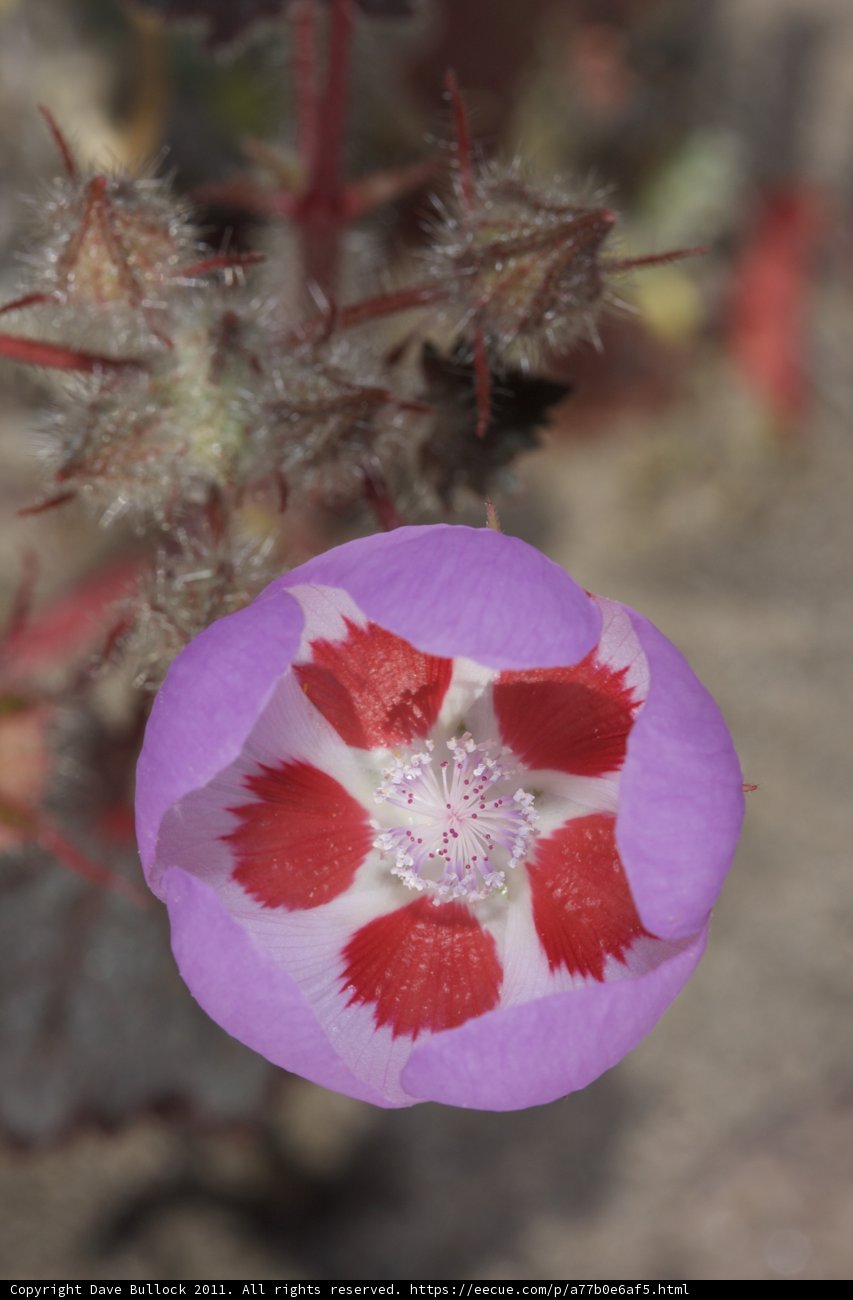 Spotted Geranium Blossom