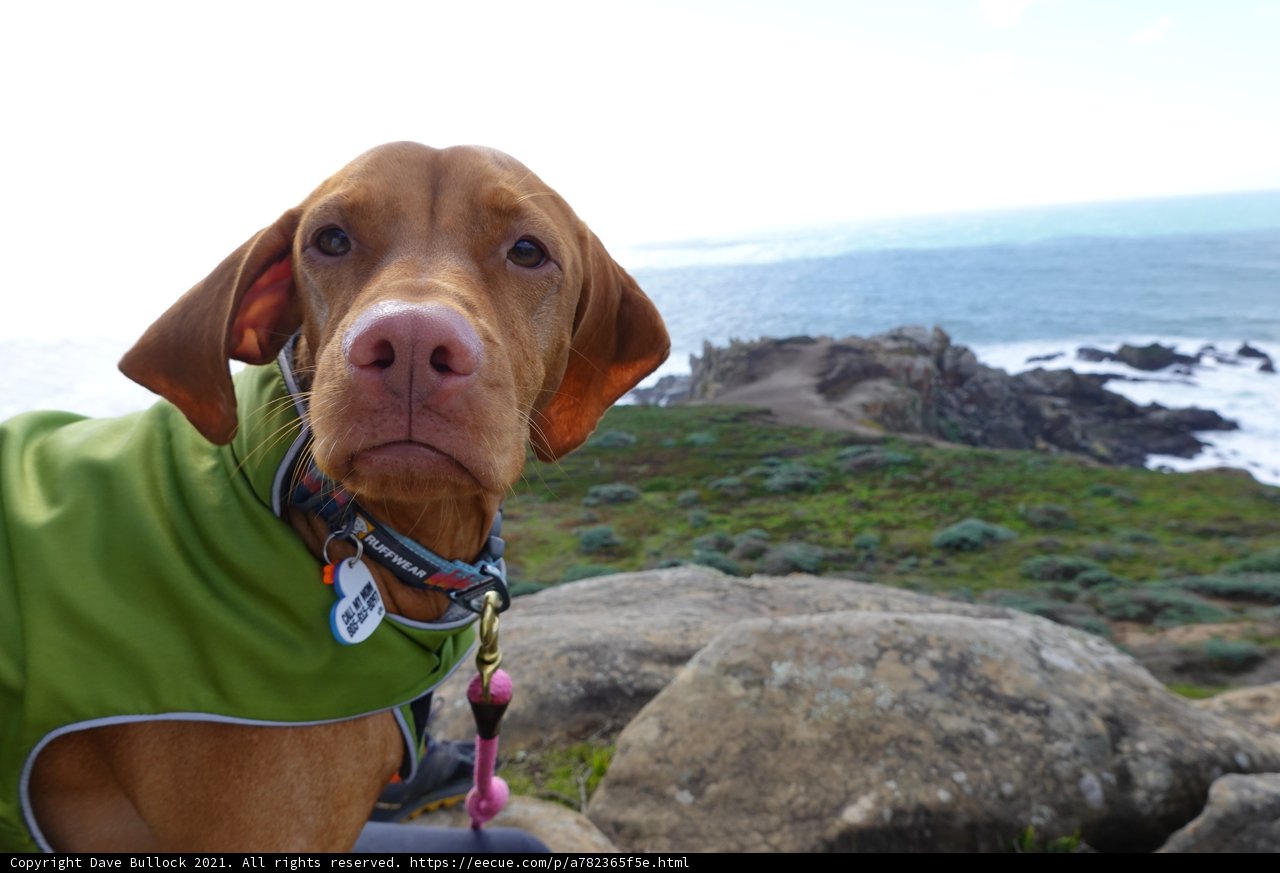 Stylish Canine on the Coast