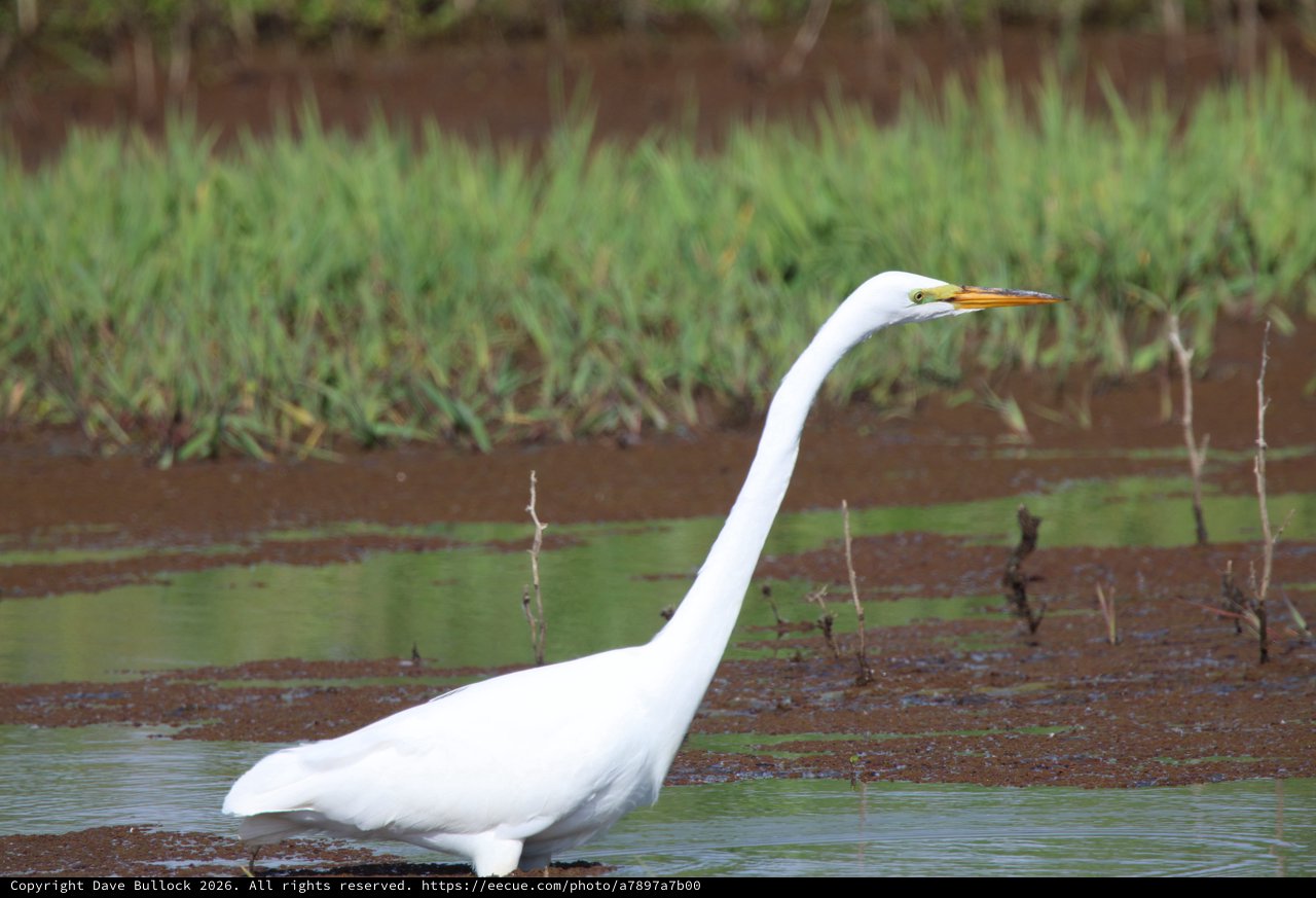 Great Egret Hunting in Shallow Wetland Waters