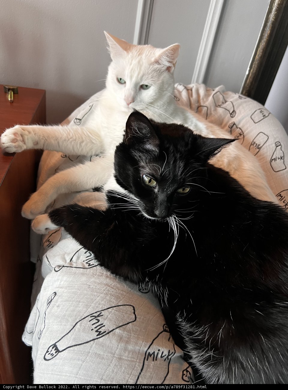 The Cozy Cat Duo