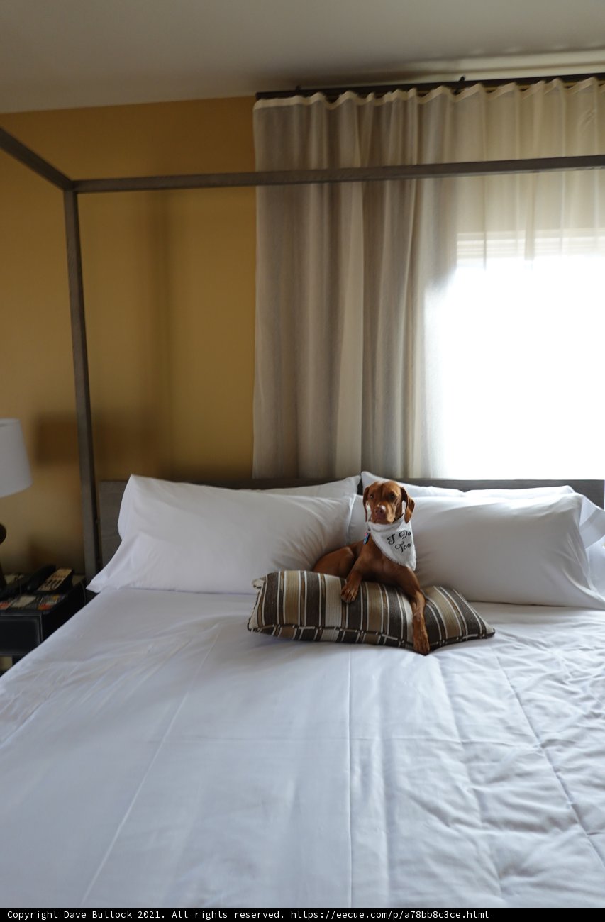 Cozy Canine on Cushion Bed