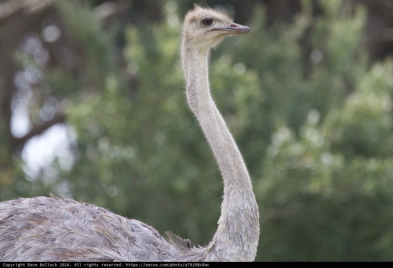 Majestic Ostrich - The Epitome of Grace