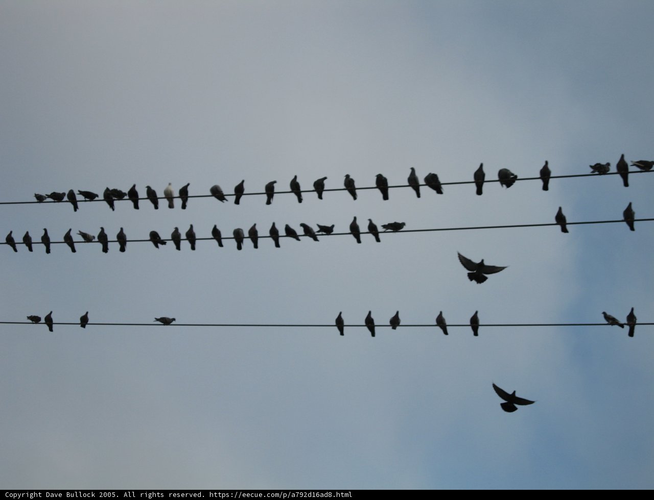 Flock of Birds on a Wire