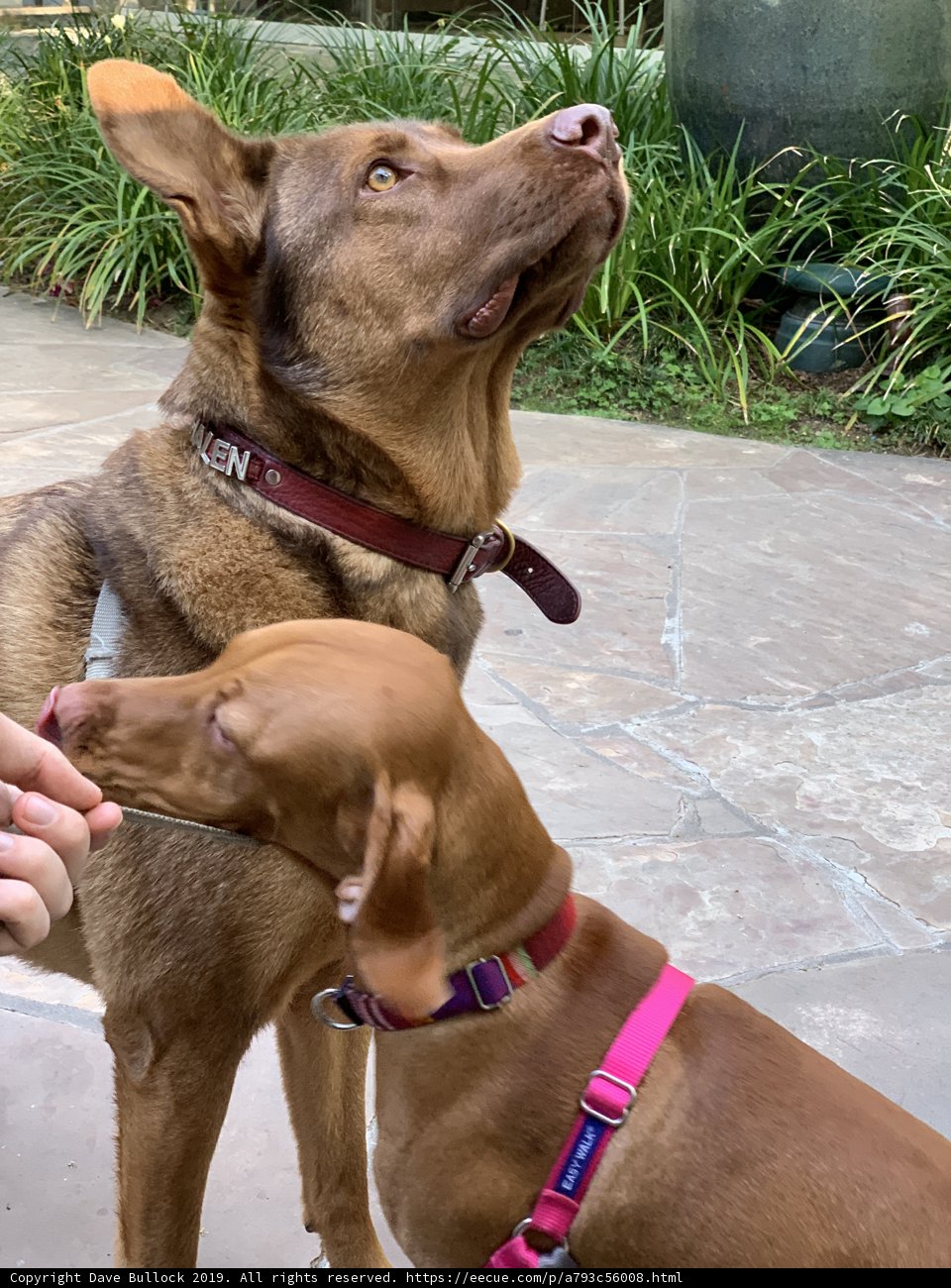 A Pooch's Pleading Eyes