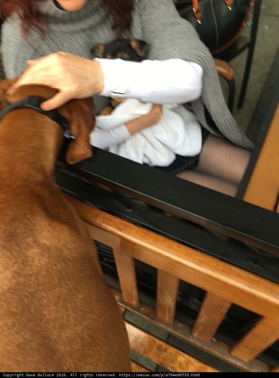Woman and Dog Bonding on Plywood Chair