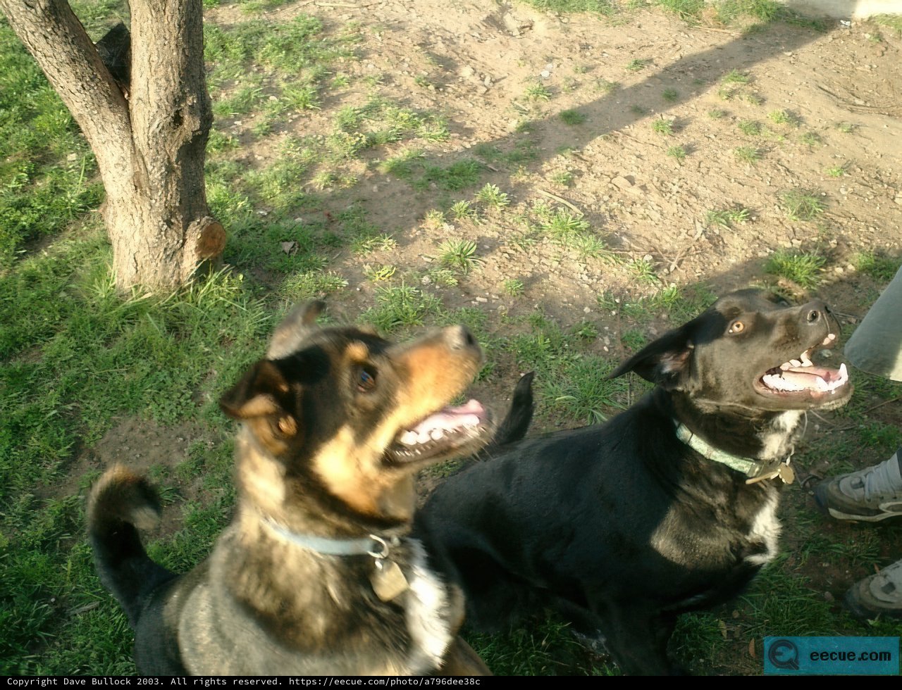 Two Canine Companions in the Grass