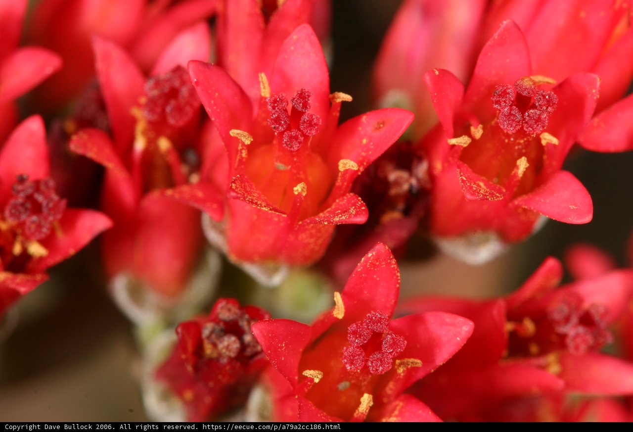 Blooming with Beauty