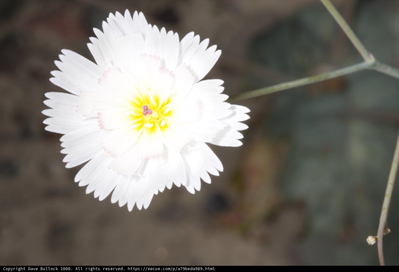 A Beautiful Daisy in the Desert