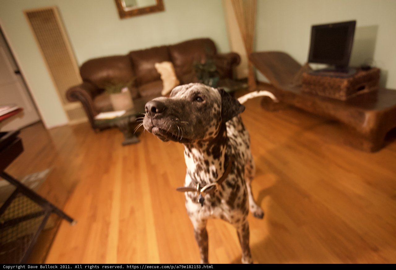 A Dalmatian's Domain