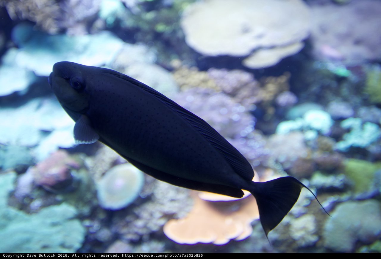 Black Tang Fish Swimming in Coral Reef Aquarium