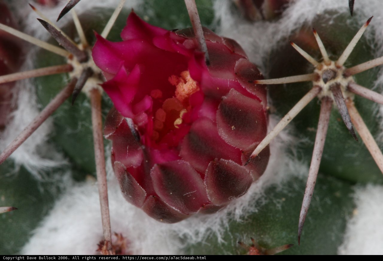 Desert Beauty in the Snow