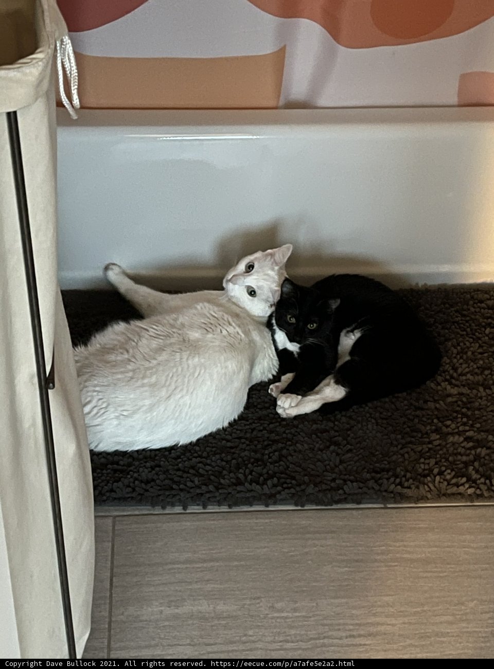Feline Floor Lounge