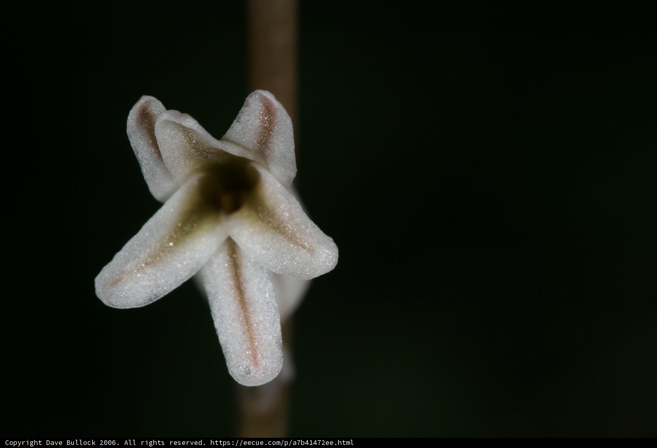 Elegant Amaryllidaceae Flower