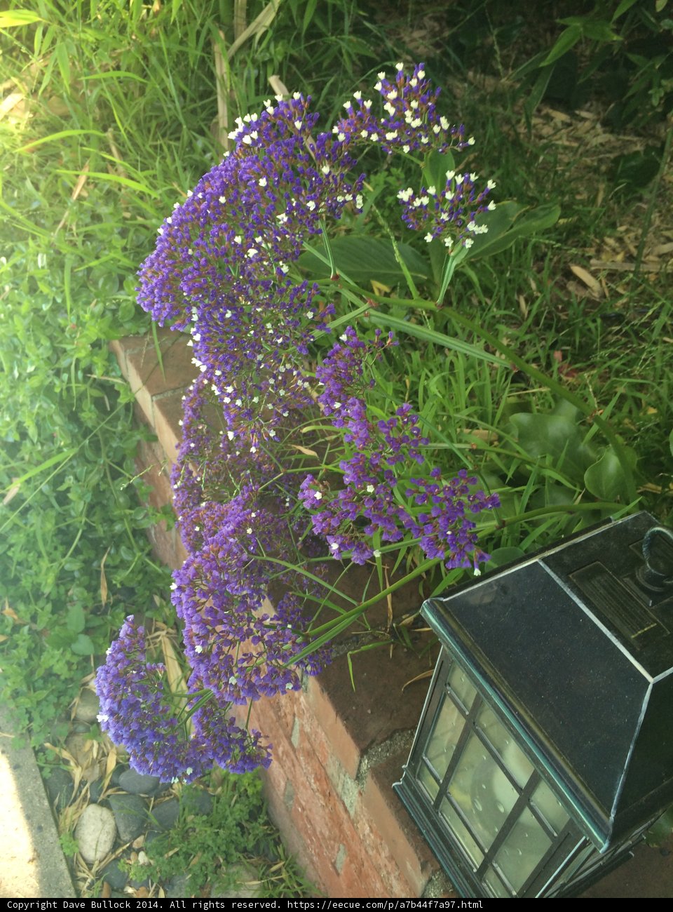 Purple Geranium and Black Lantern