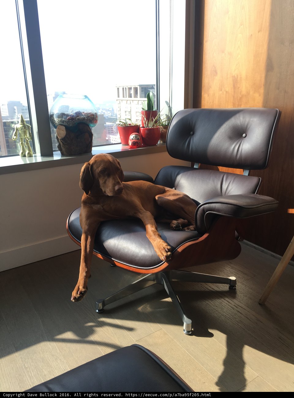 Canine Comfort