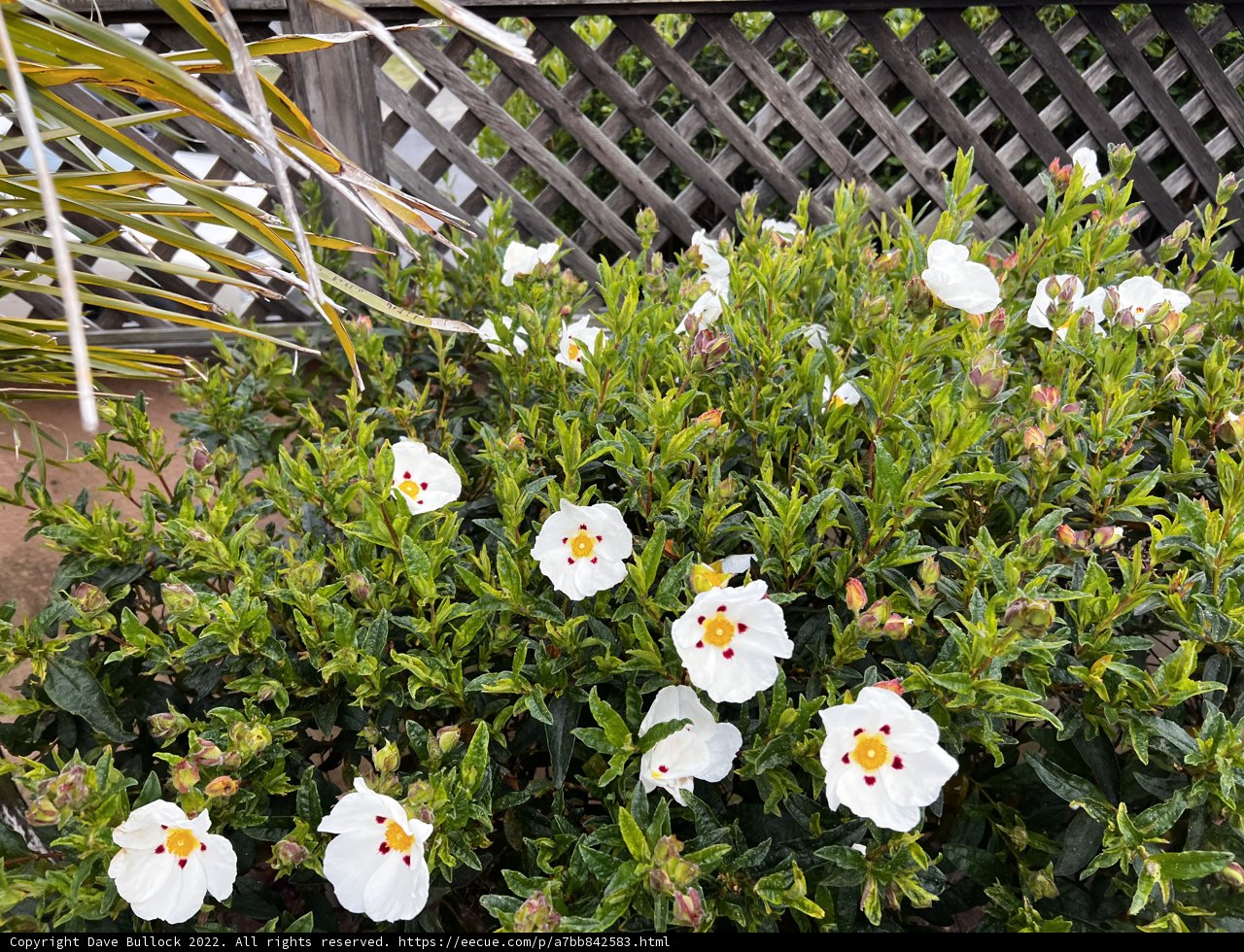 White Daisy in a Wild Garden