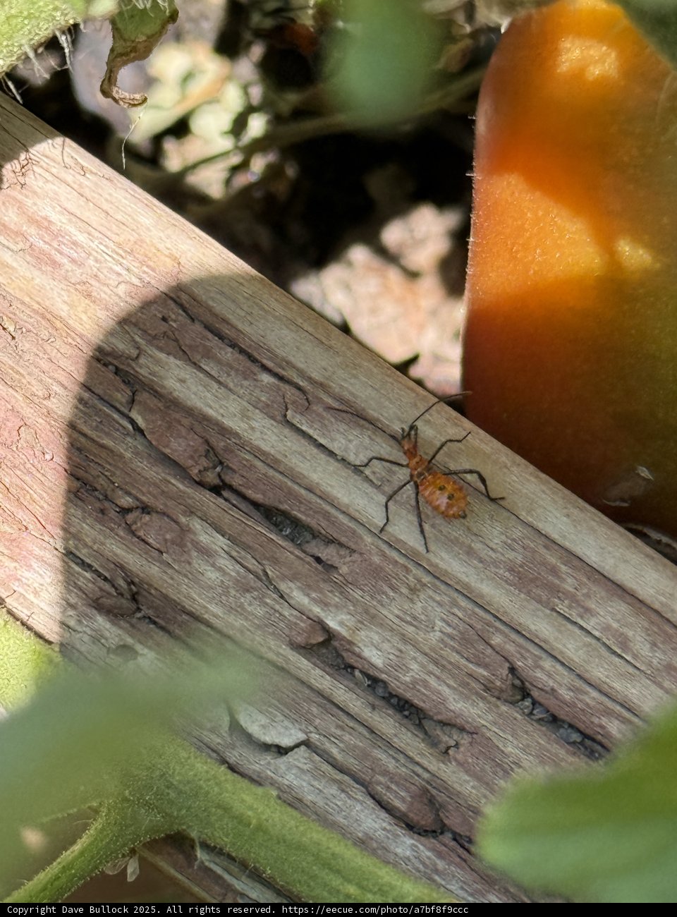 Tiny Wanderer in the Garden