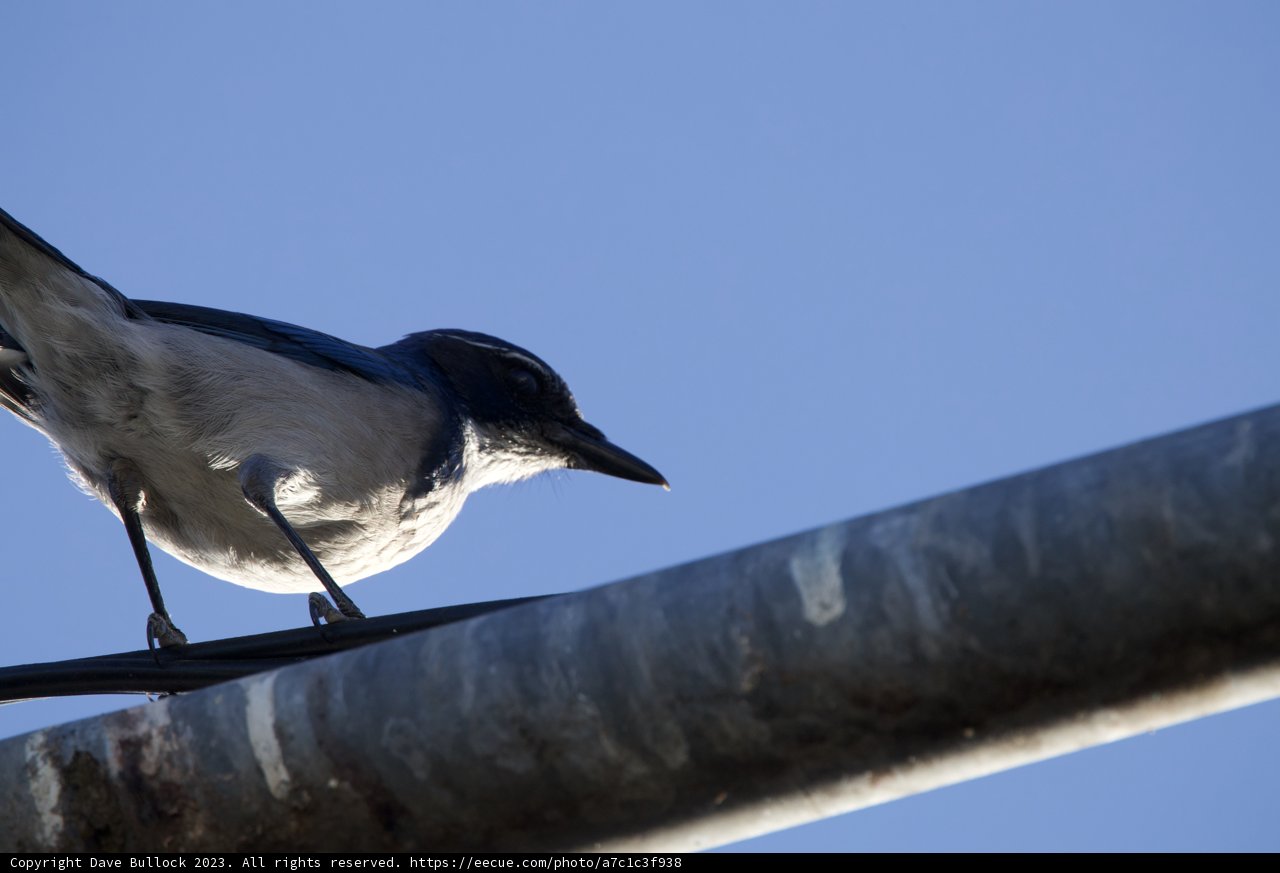 Morning Melody in El Sereno