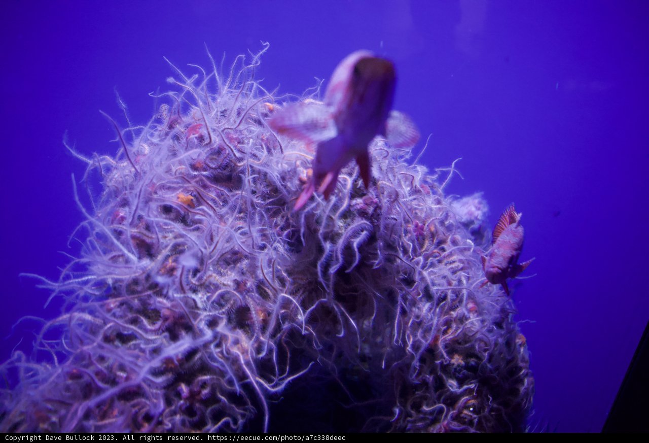 Purple Luminescence: Sea Anemone Specimen