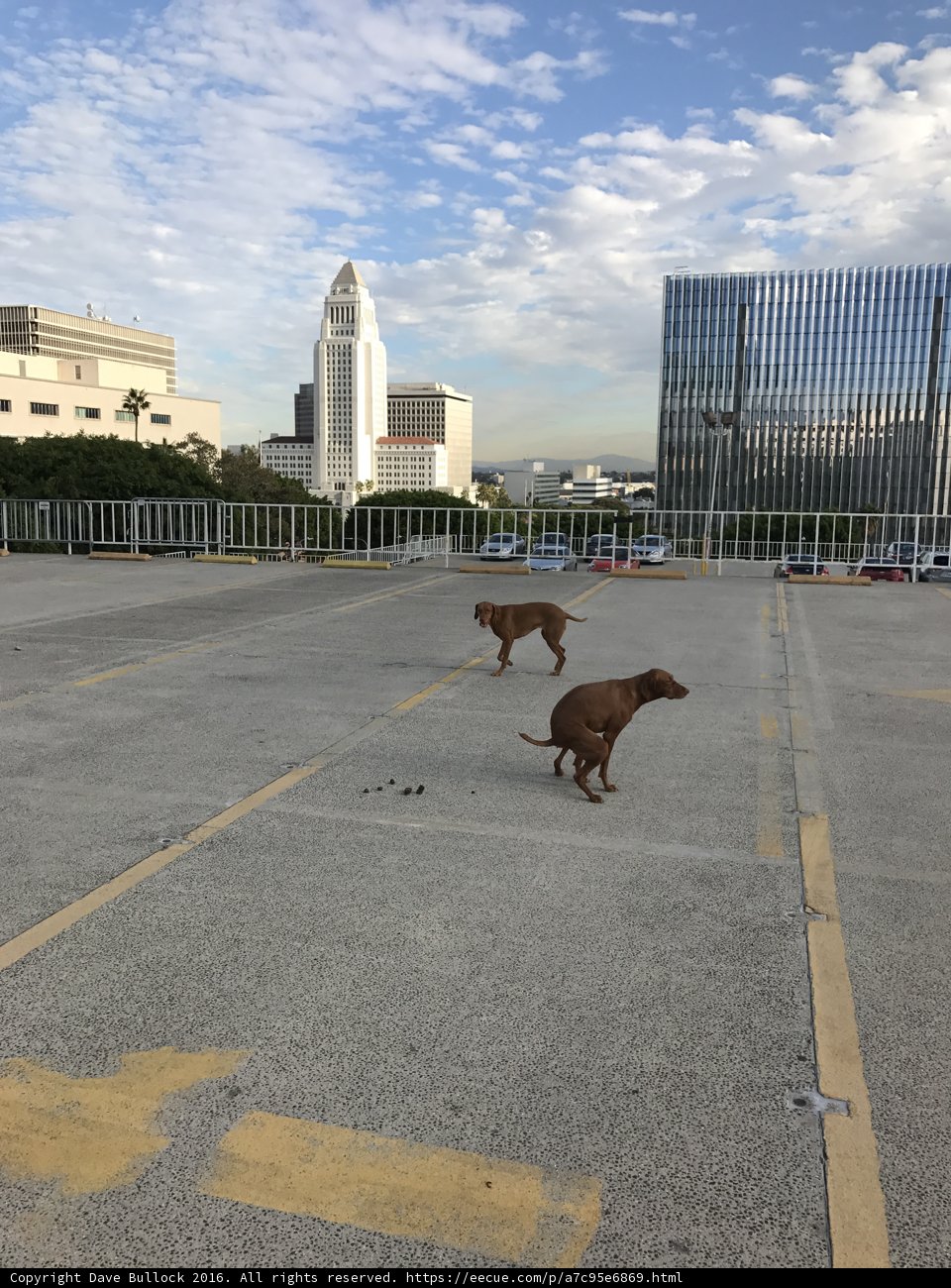 Runners in the City