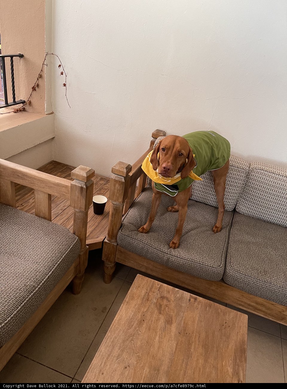 Green Jacket Dog on the Santa Fe Couch