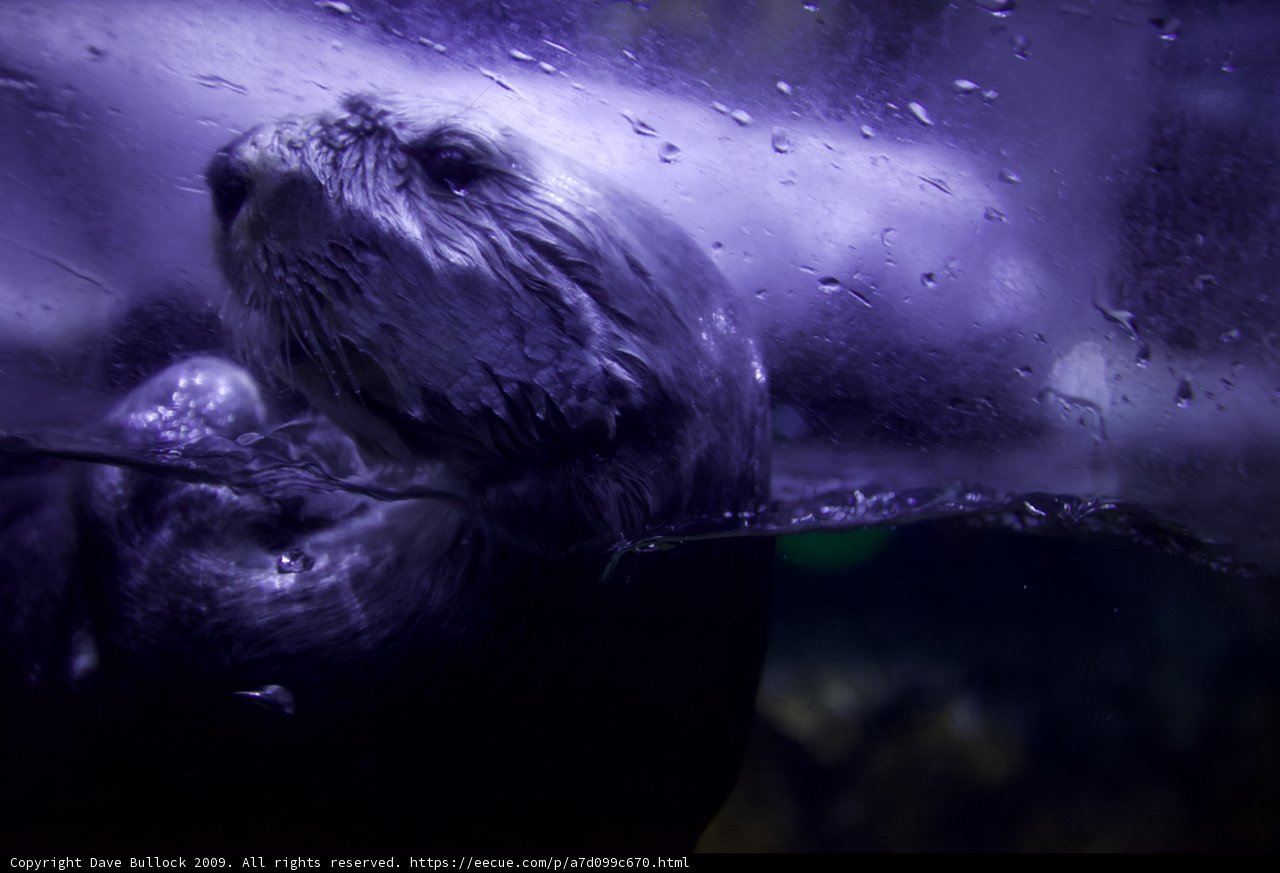 Purple Haze Otter