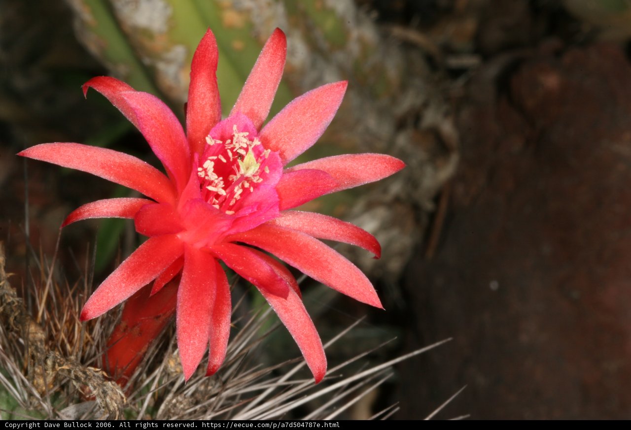 Brilliant Blooms