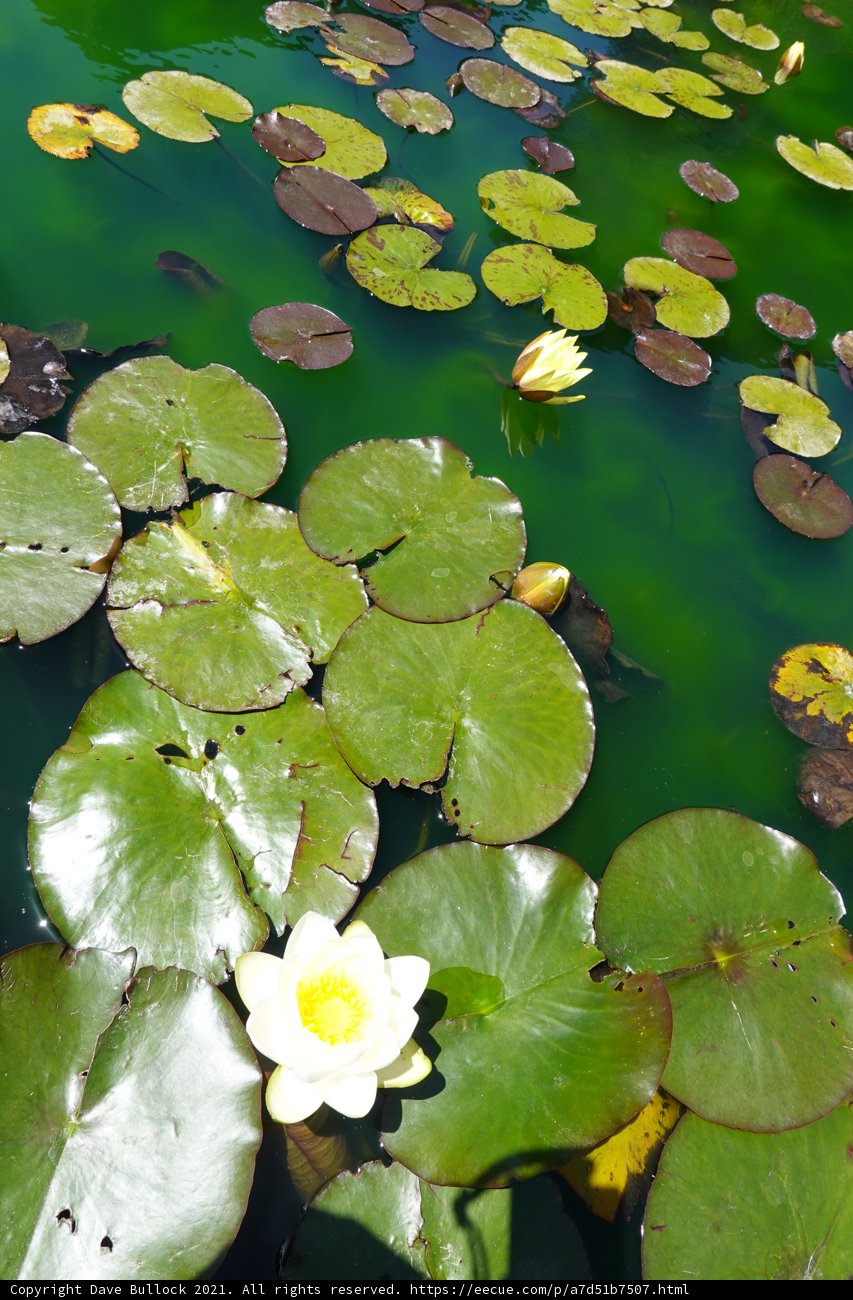 Serenity among the Lily Pads