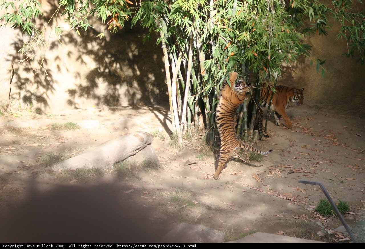 Dual Tigers in a Foliage-Filled Enclosure