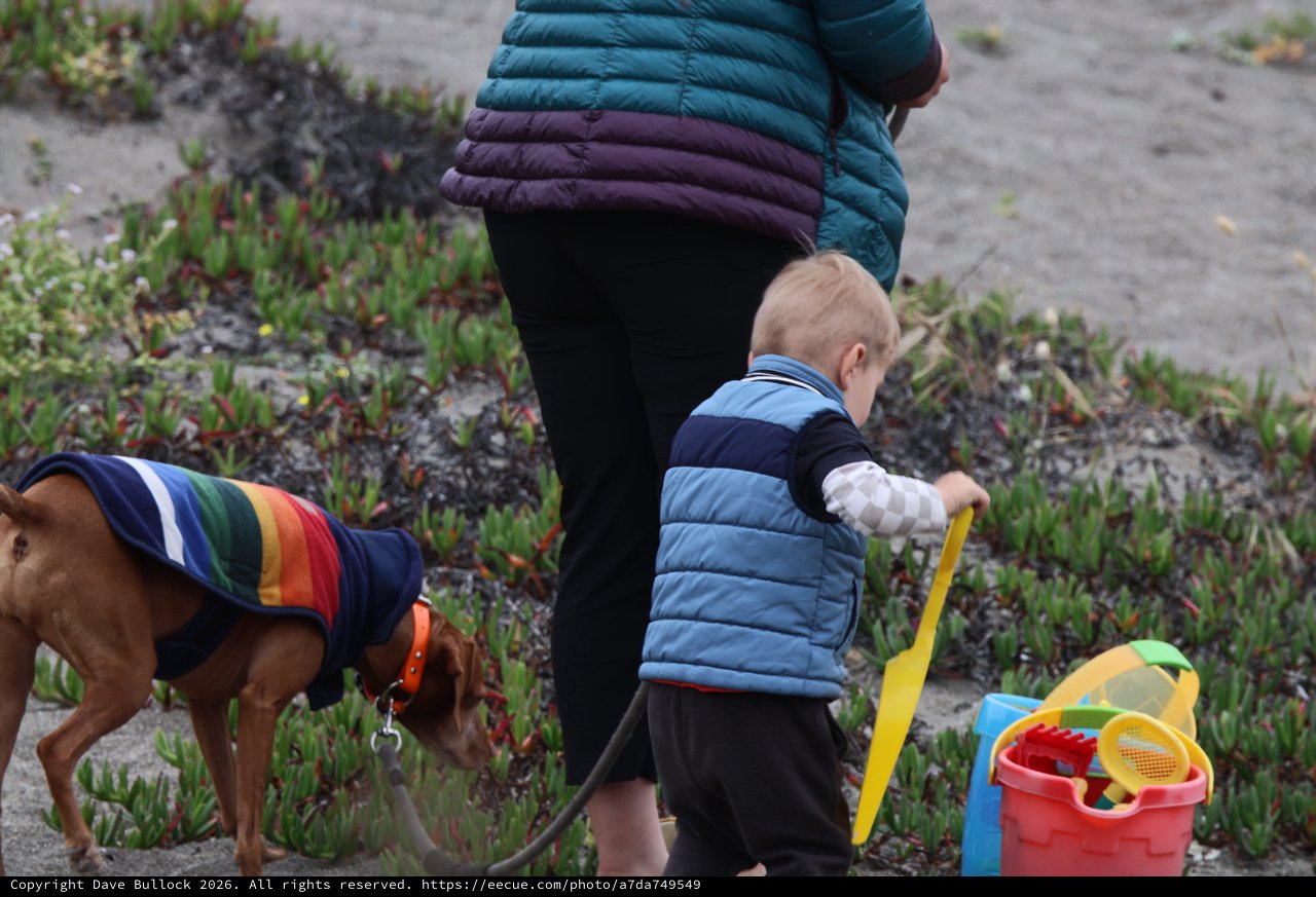 Toddler and Dog Explore Sandy Beach Together