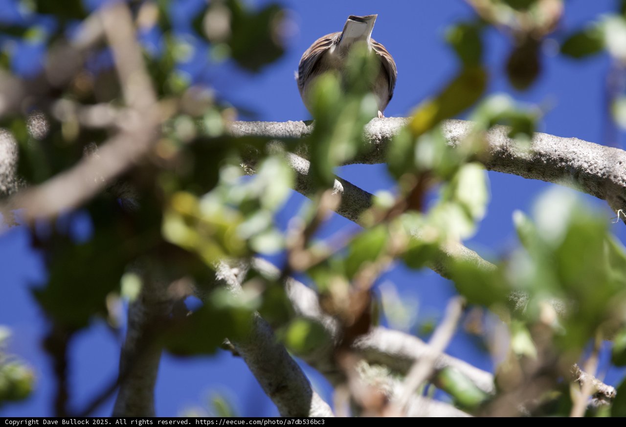 Hidden Perch
