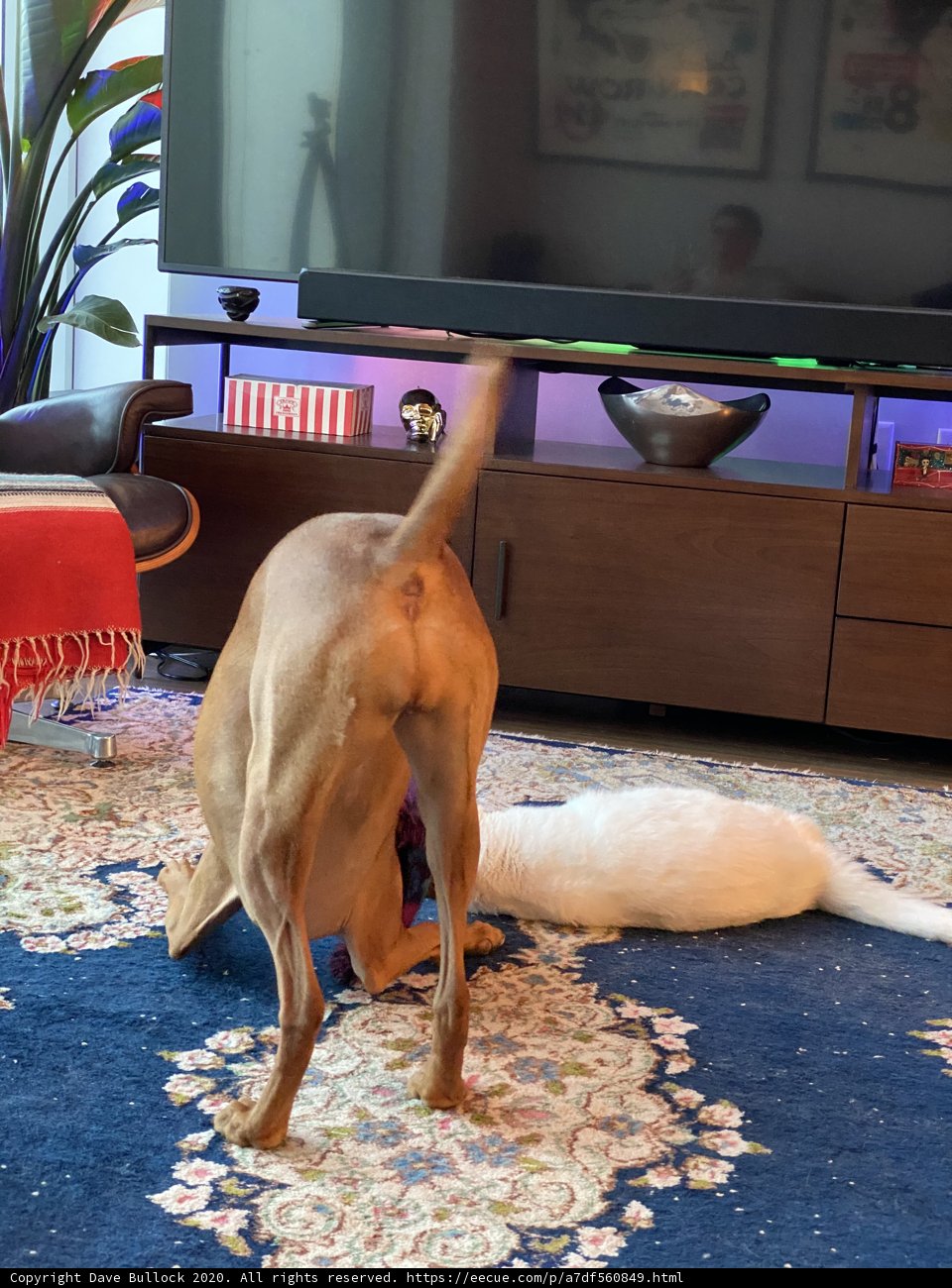 Playful Pals