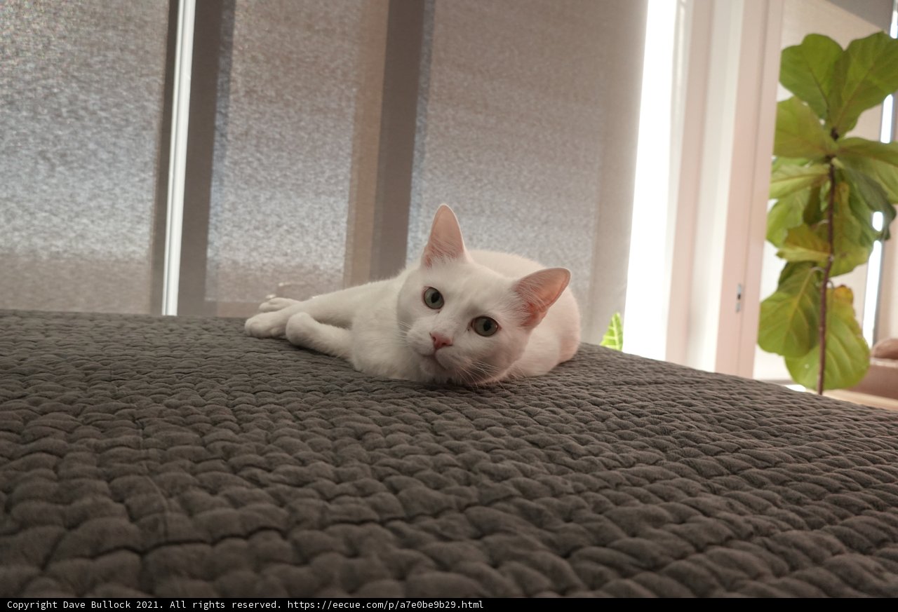 Lazy Day for an Adult Cat