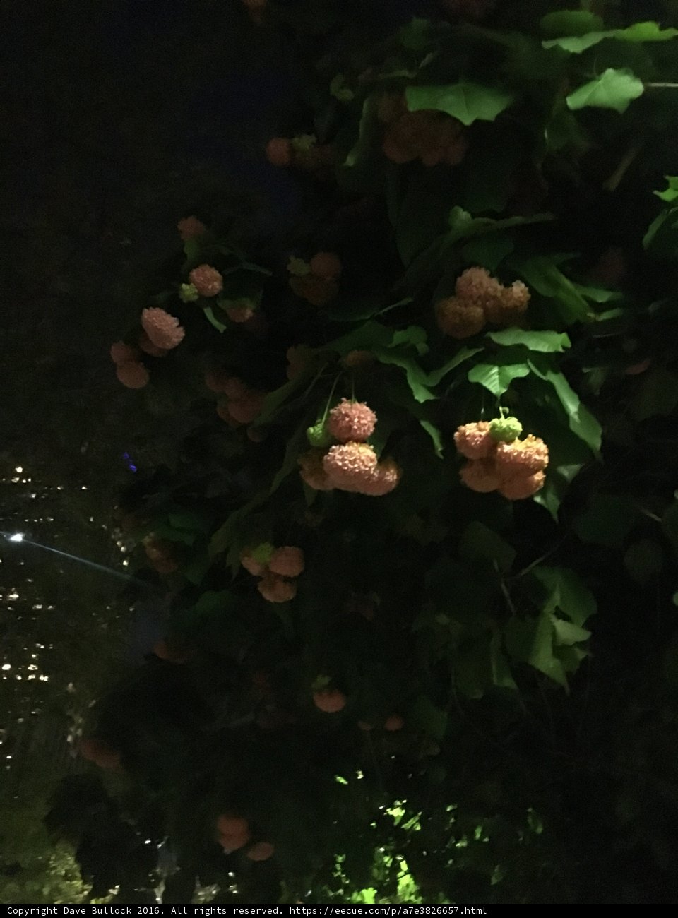 Berries on a Night Tree