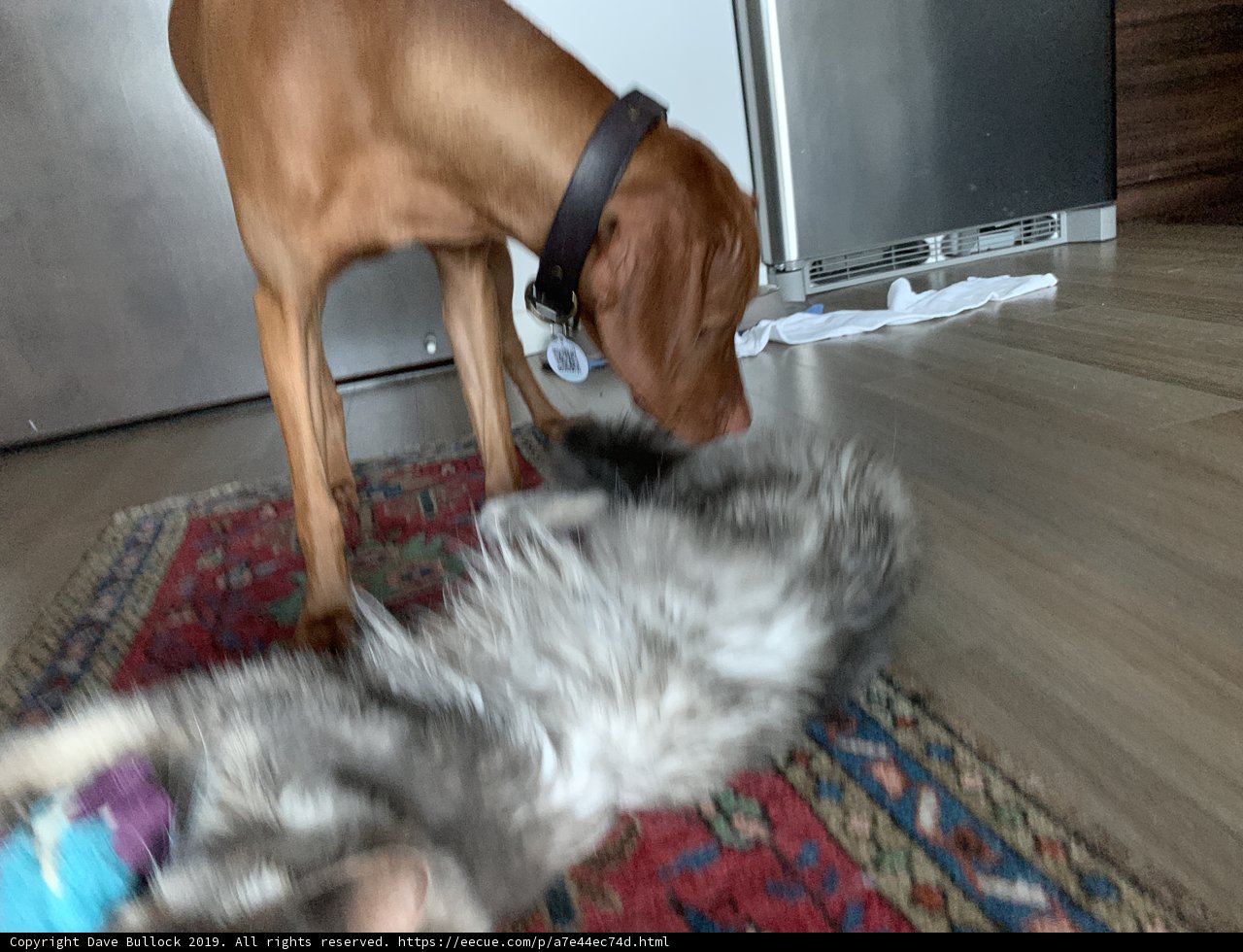 Furry Friends on Hardwood