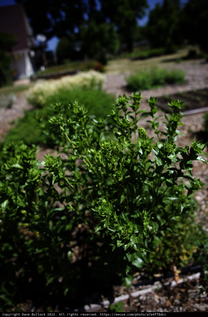 The Emerging Green