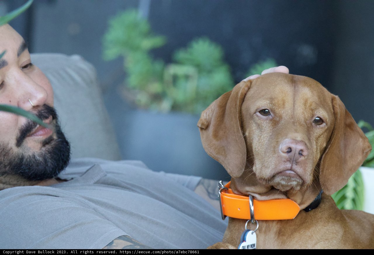 Cozy Moments with Man's Best Friend