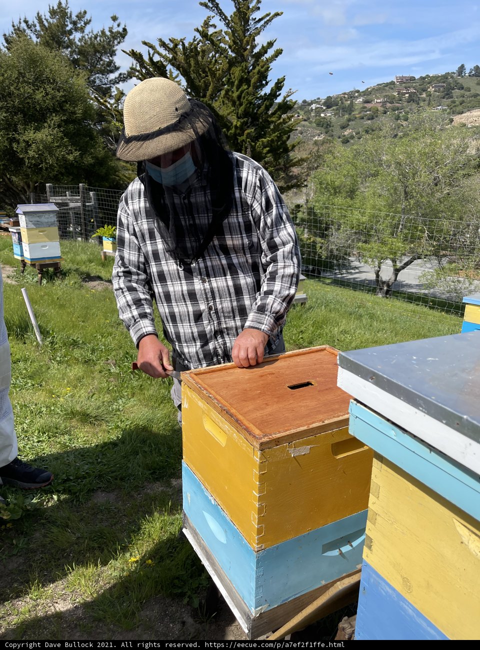 Tending to the Bees