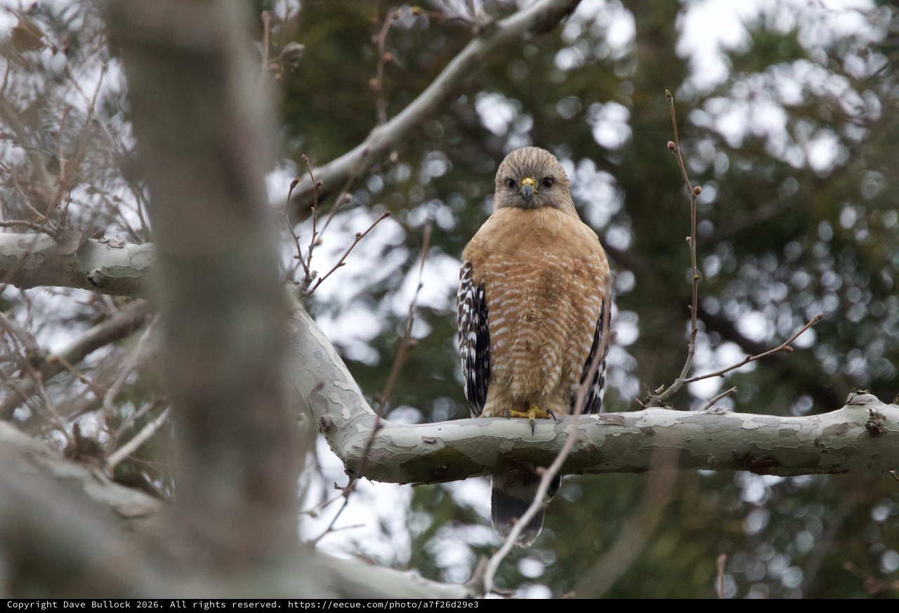 Red-shouldered Hawk Perched on Winter Branch