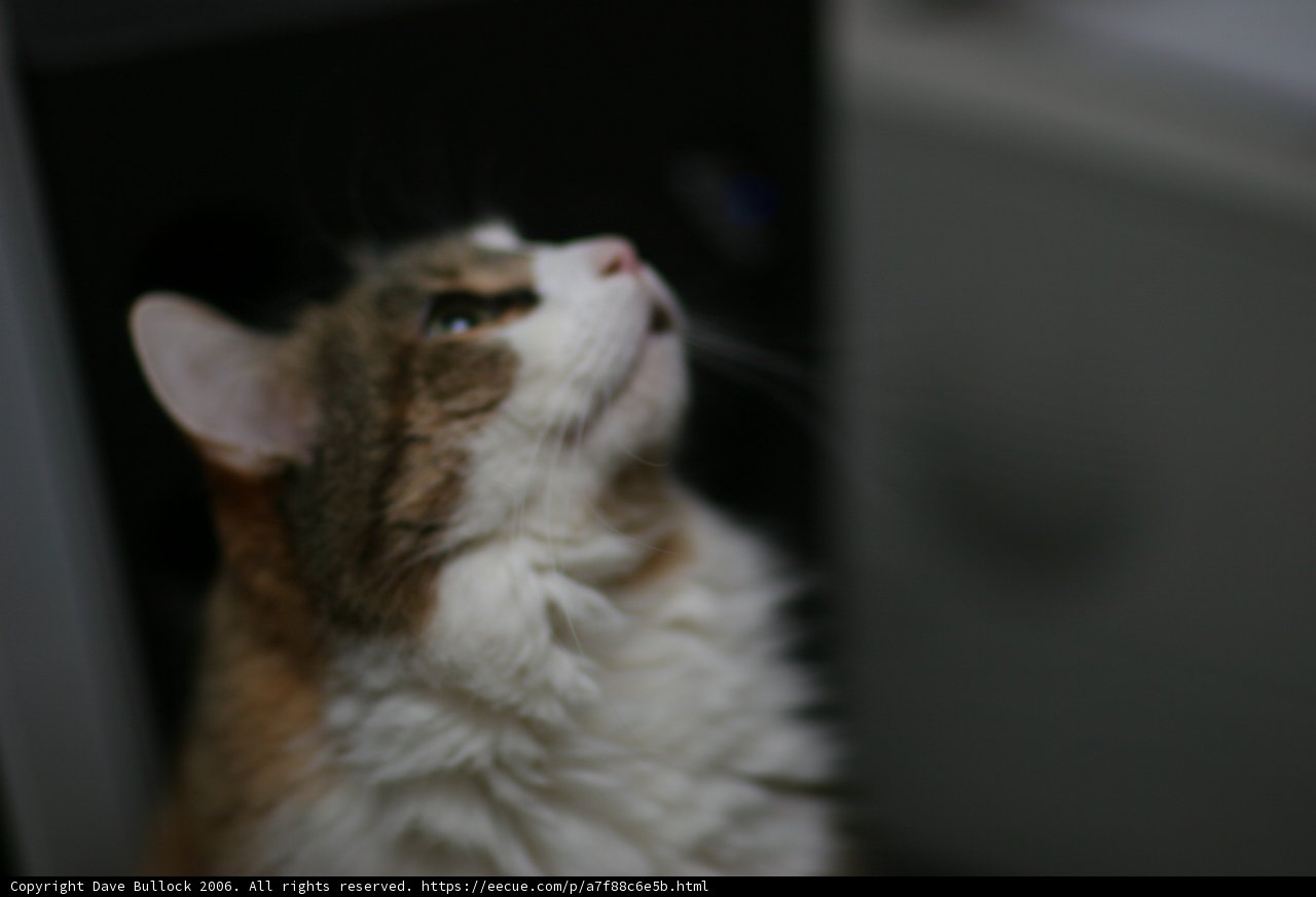 Inquisitive Abyssinian Cat
