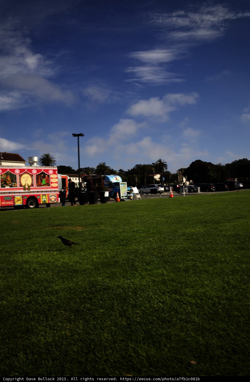 The Bustling Presidio Green in Summer