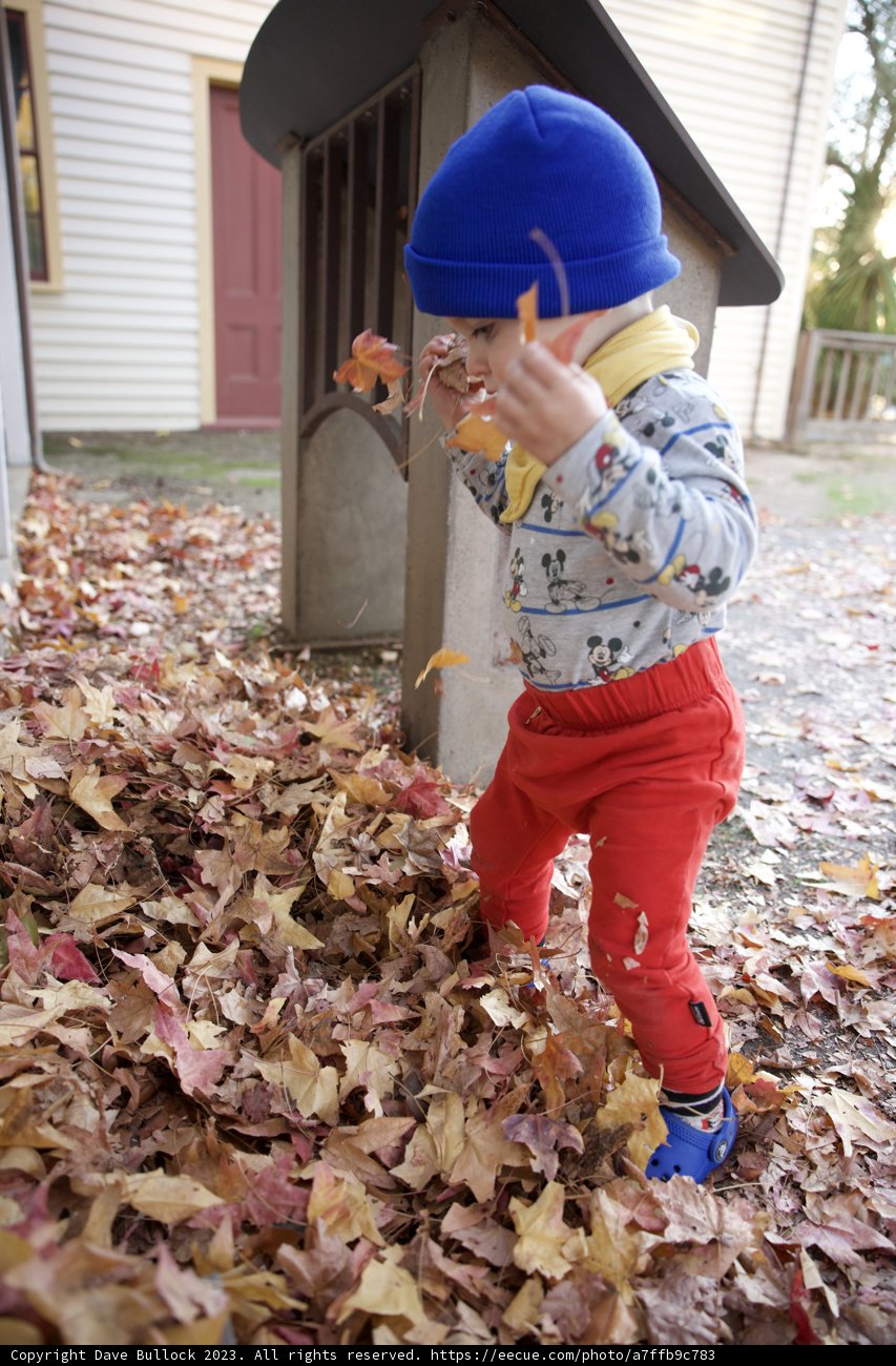Wesley's Autumn Adventure in Downtown Sonoma