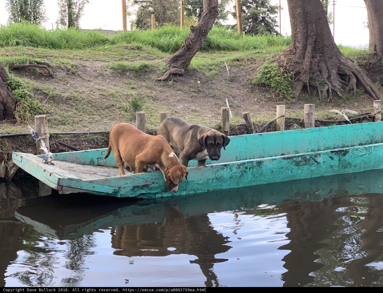Canine Companions on the High Seas
