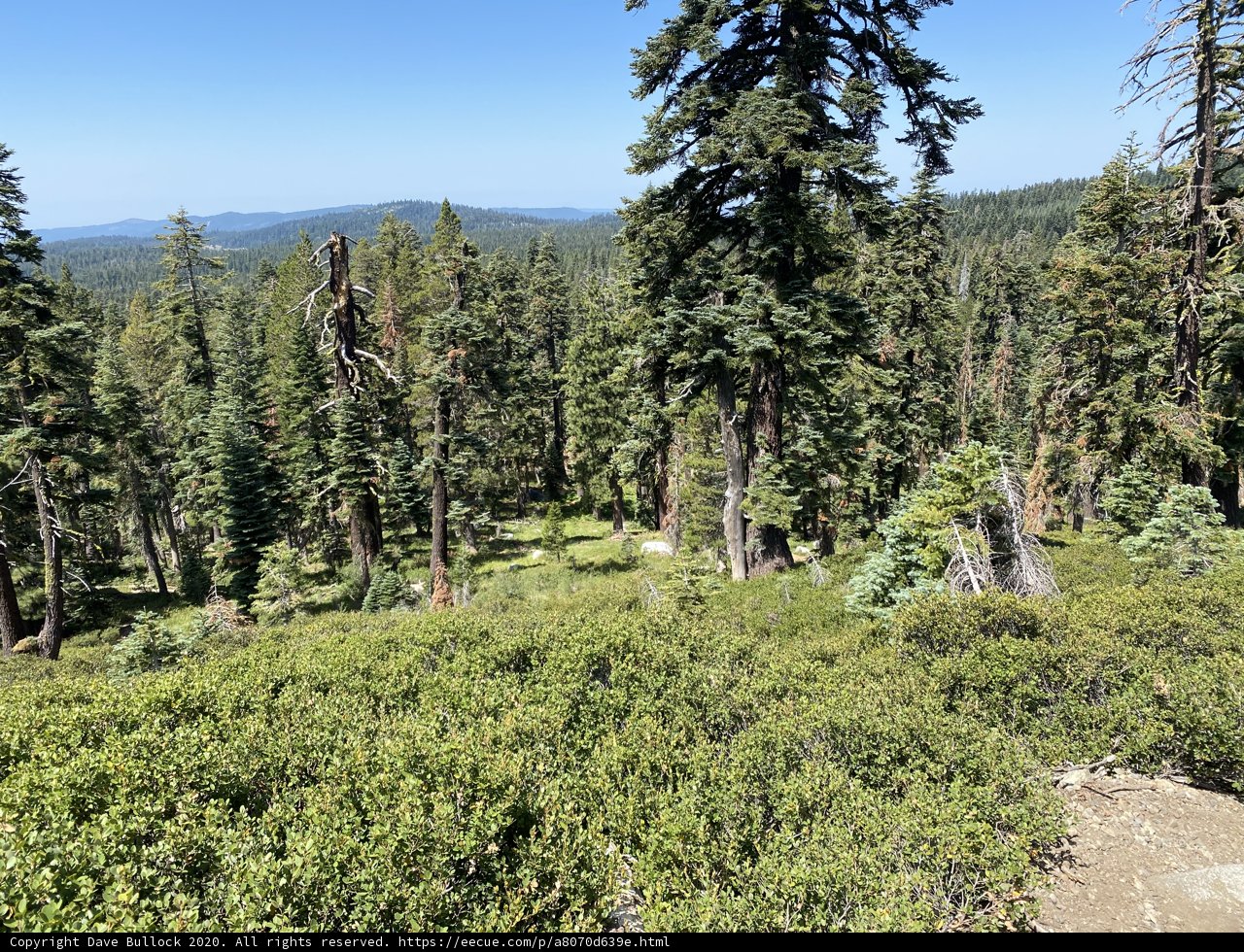 A Breathtaking View of the Evergreen Forest