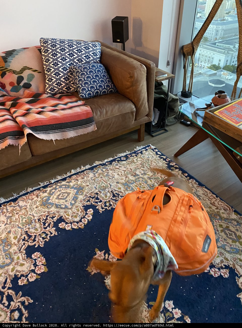 Man's Best Rug