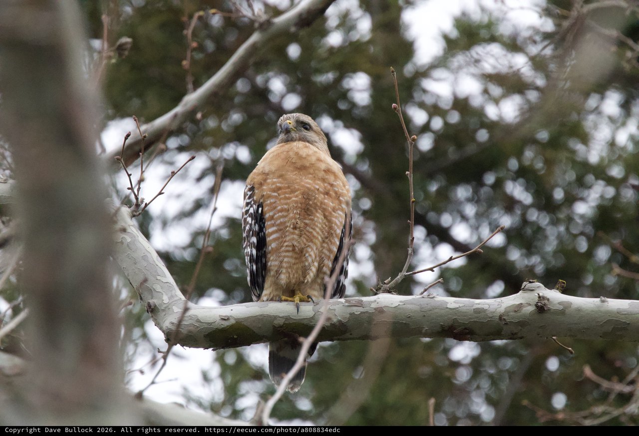 Red-Shouldered Hawk Perched on Winter Branch
