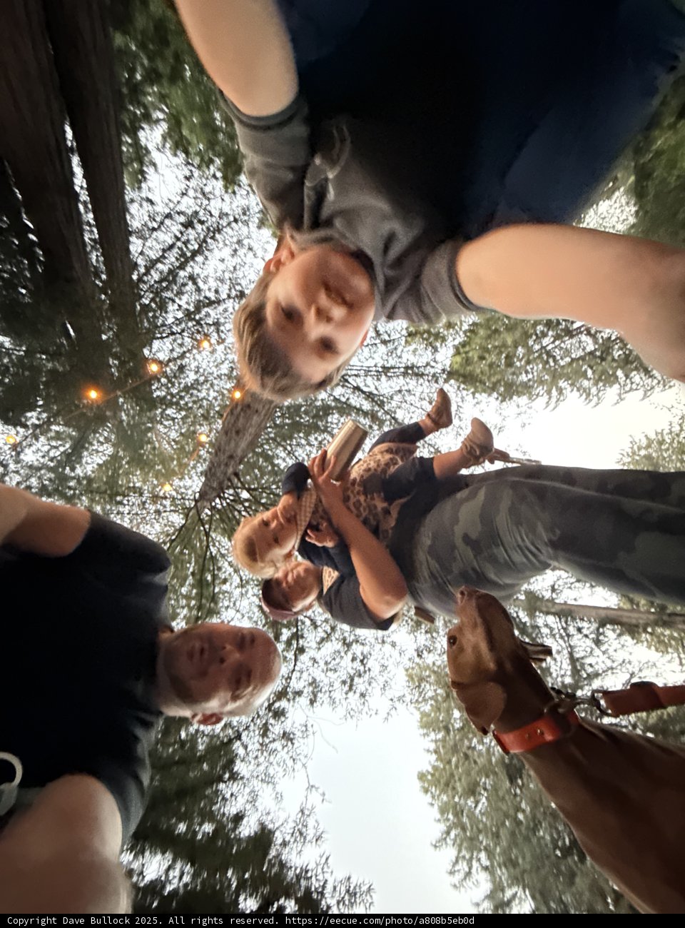 A Woodland Gathering