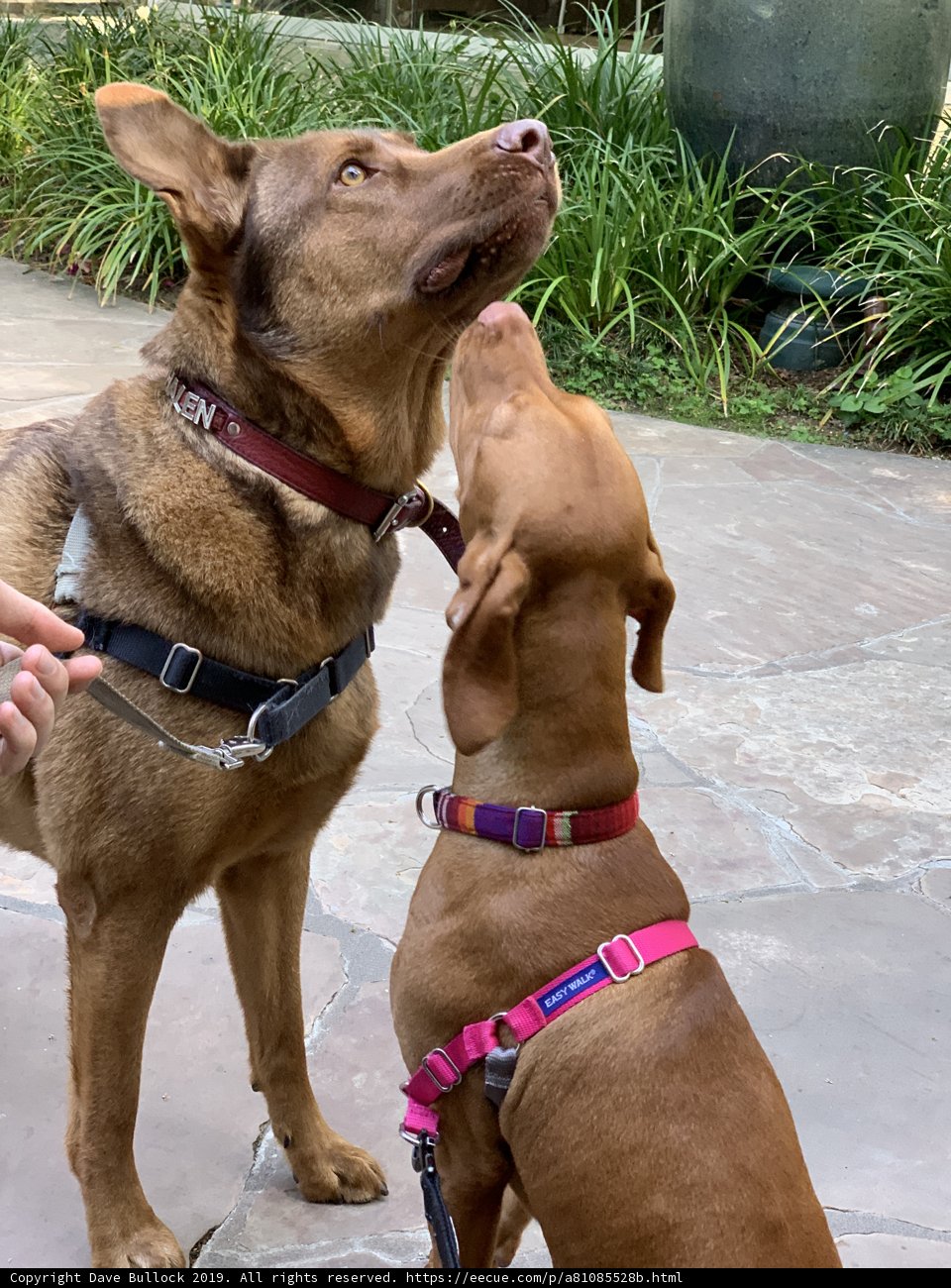Two Canines Enjoying the Outdoors on a Stone Patio
