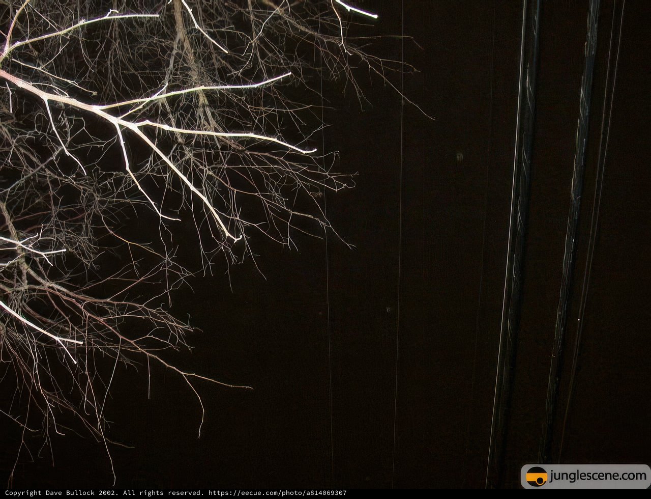 Wintry Tree Branch