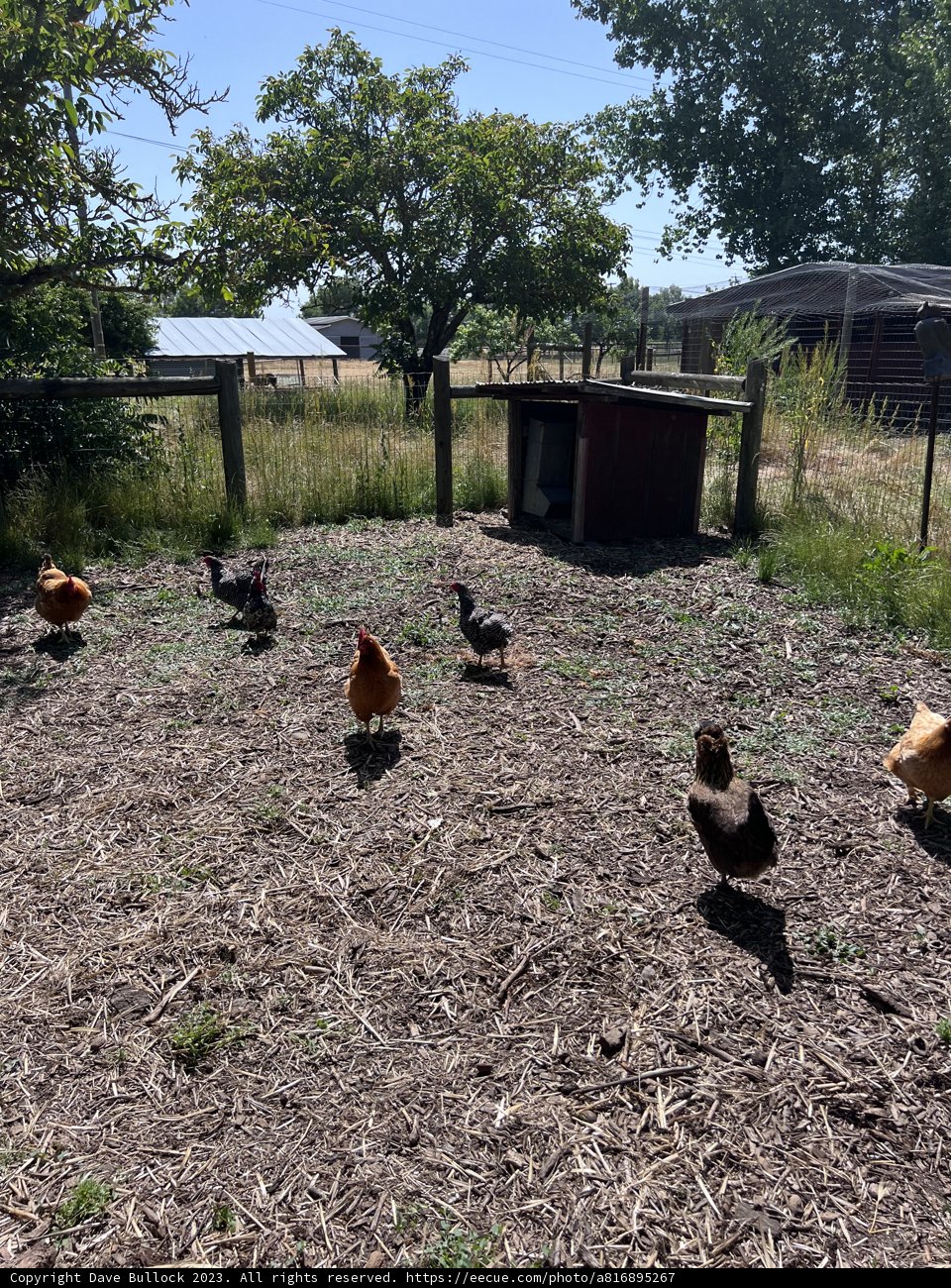 The Free-Range Feathers of Sonoma